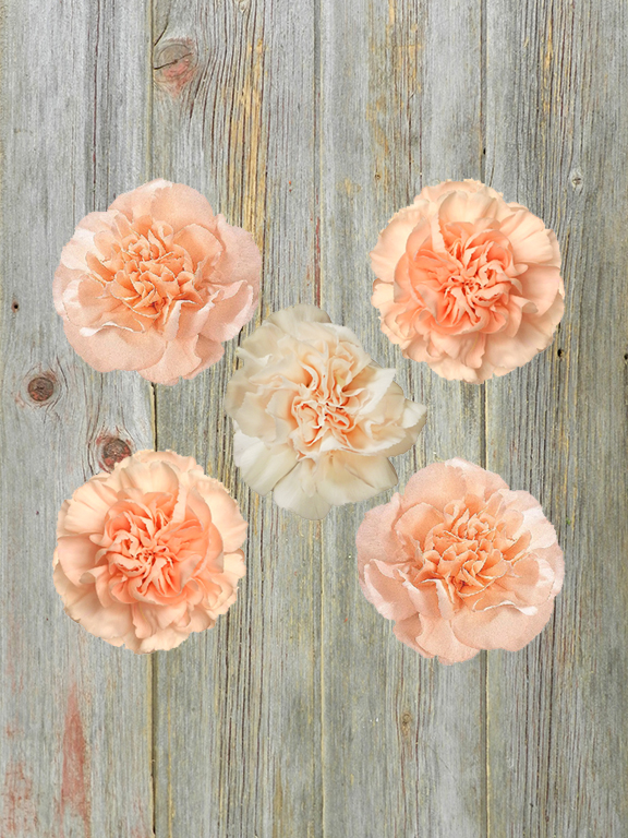 PEACH CARNATIONS